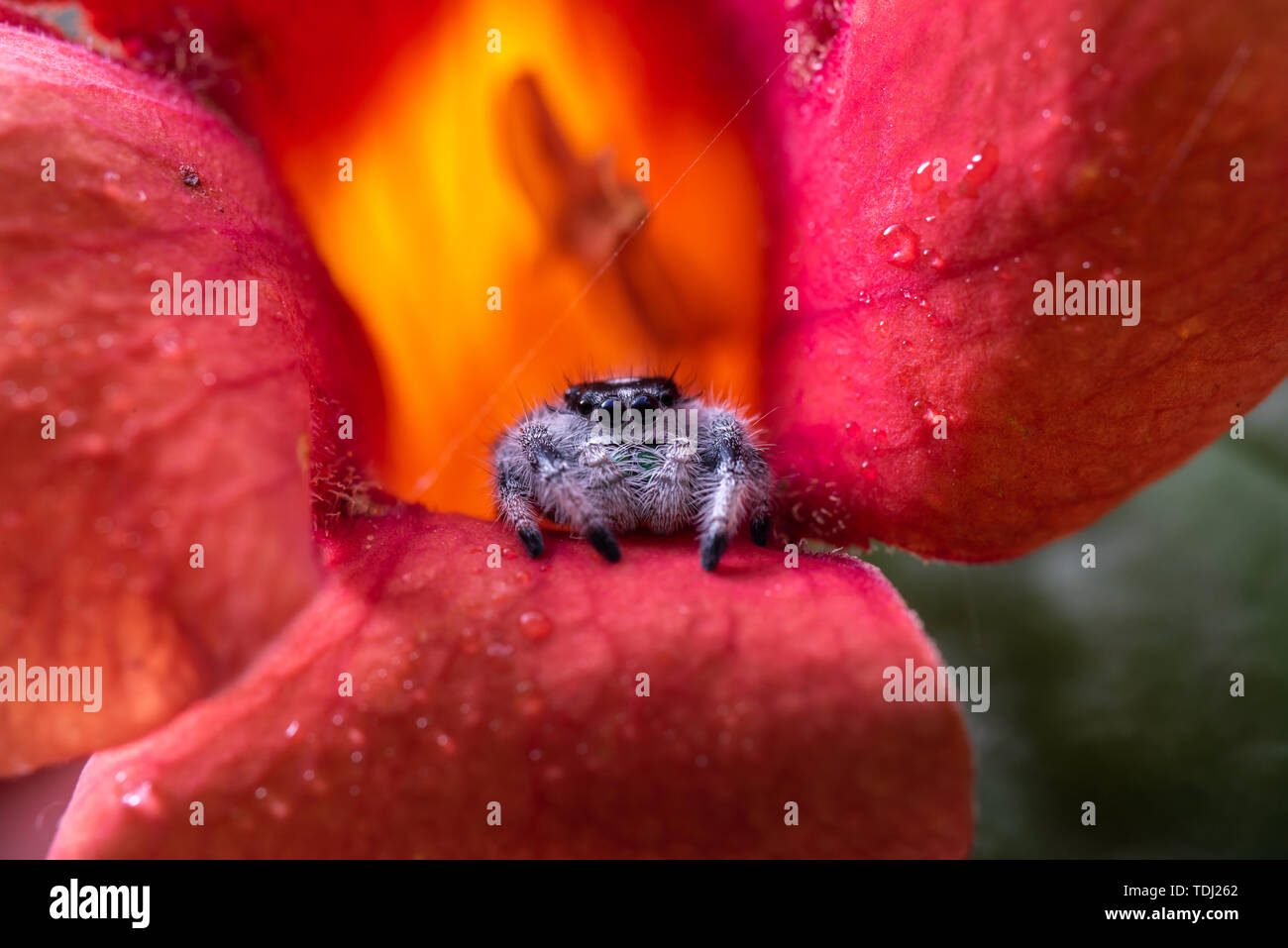 Jumping spider in flowers Stock Photo Alamy
