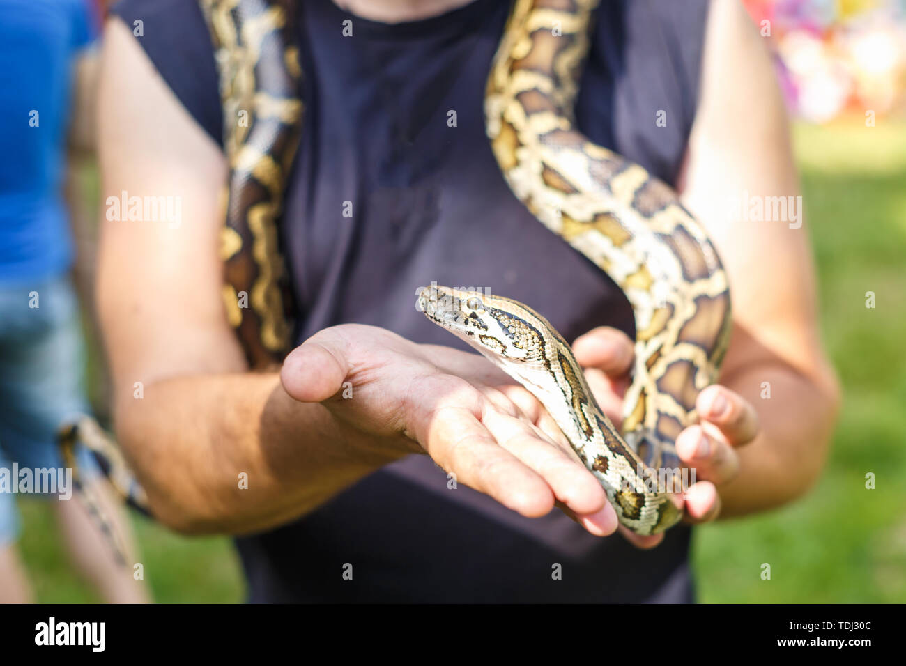 head of Reticulated python in the hands of man Stock Photo