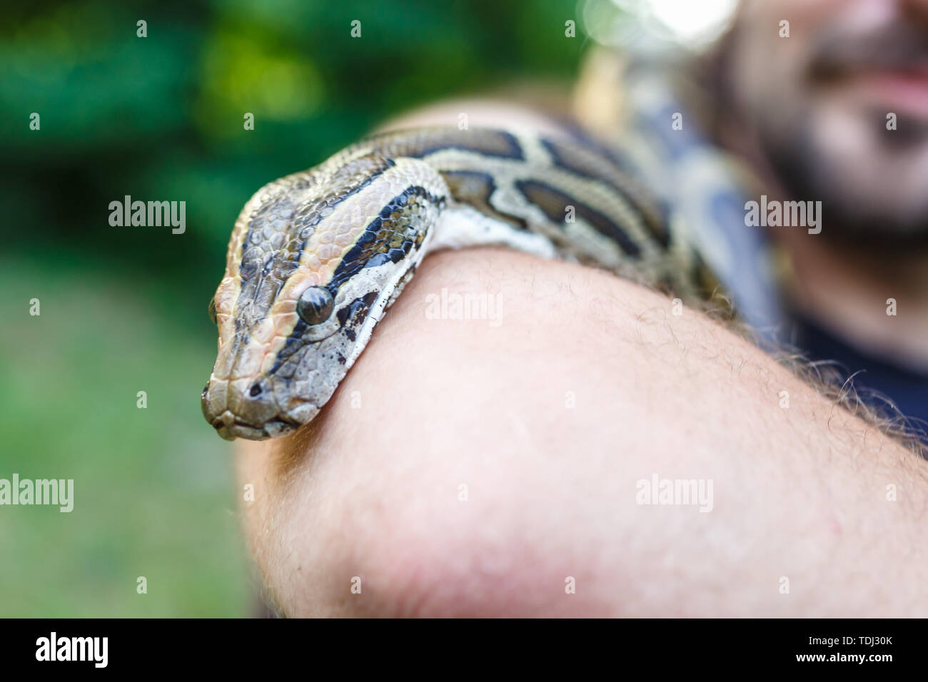 head of Reticulated python in the hands of man Stock Photo