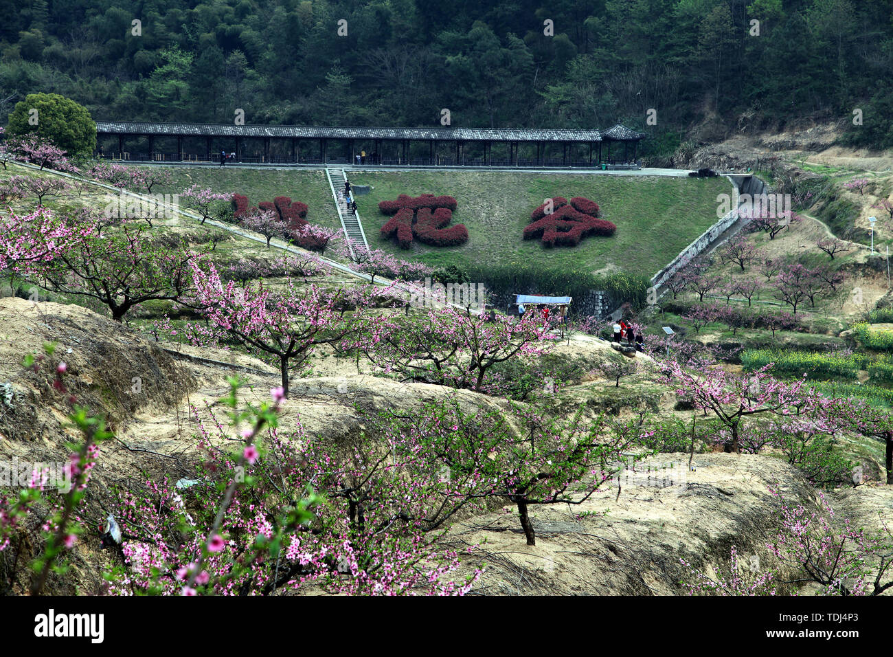 The place where peach blossoms bloom in Yangshan, Tonglu, Hangzhou Stock Photo