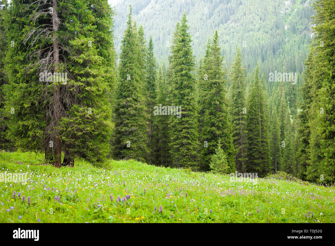 The spruce grove of Charter Road Stock Photo Alamy