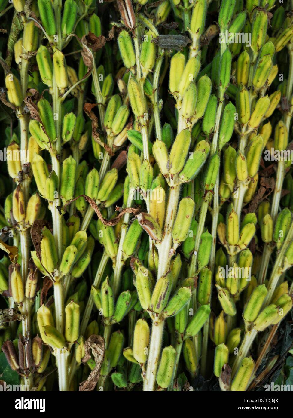 Sesame rod Stock Photo