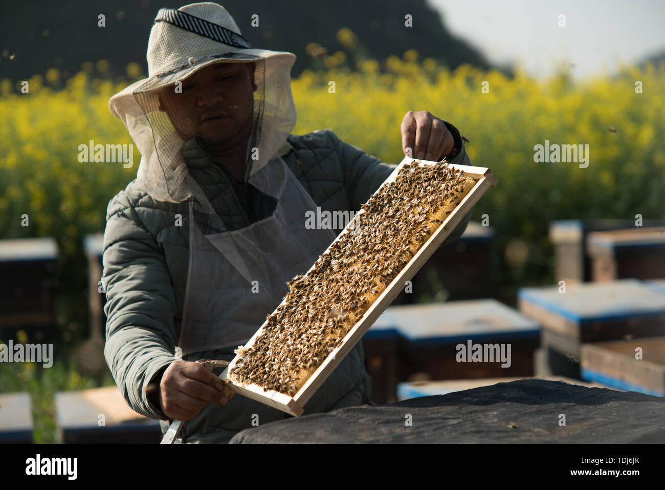 Map of Luoping beekeepers Stock Photo