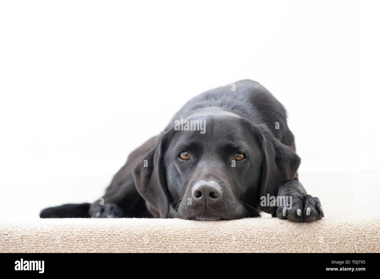 A 5 year old female black labrador lying down at the top of the stairs. Stock Photo