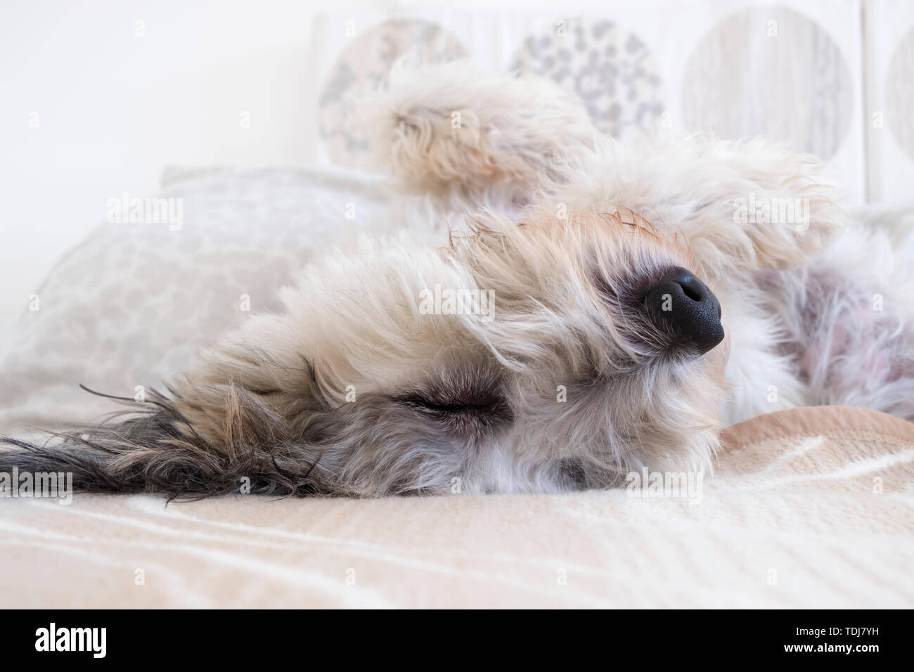 A 10 month old male Romainian Mioritic Shepherd dog asleep, upside down on a bed. Stock Photo