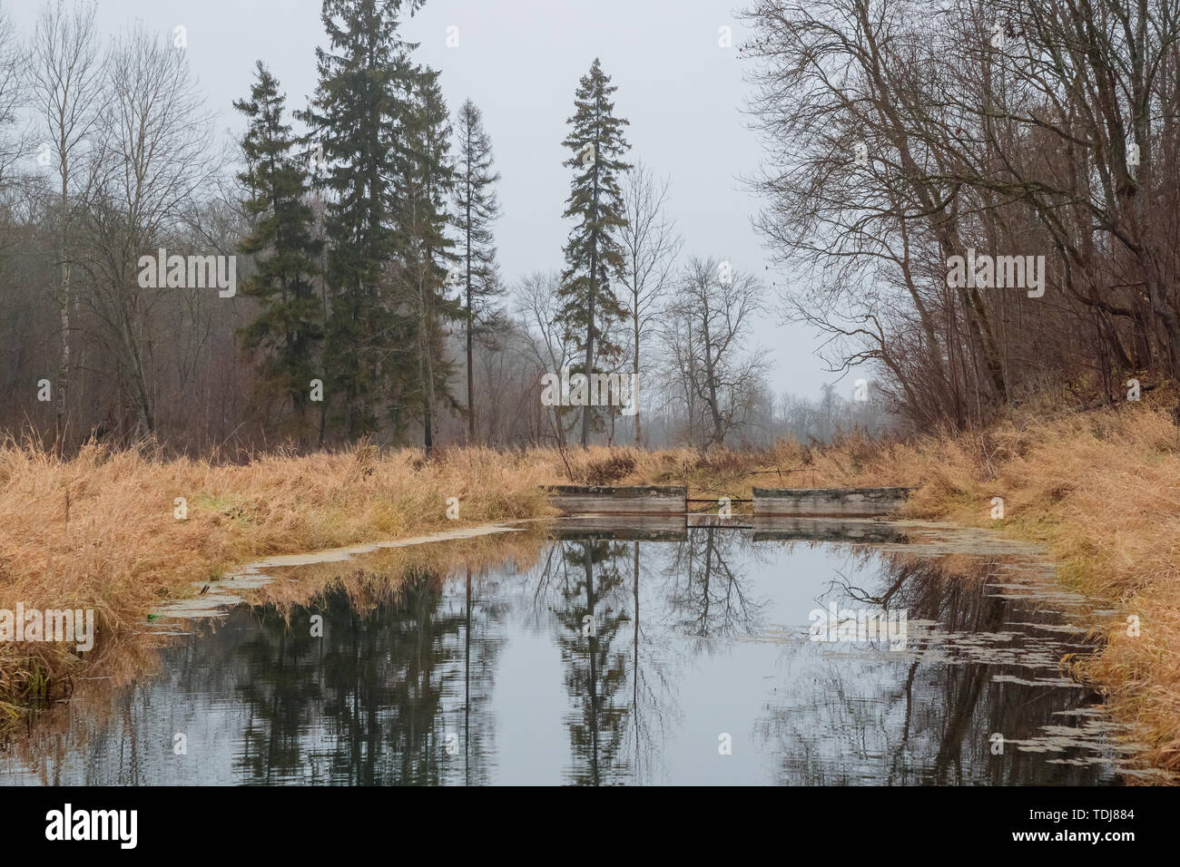river in the forest in autumn during the daytime Stock Photo - Alamy