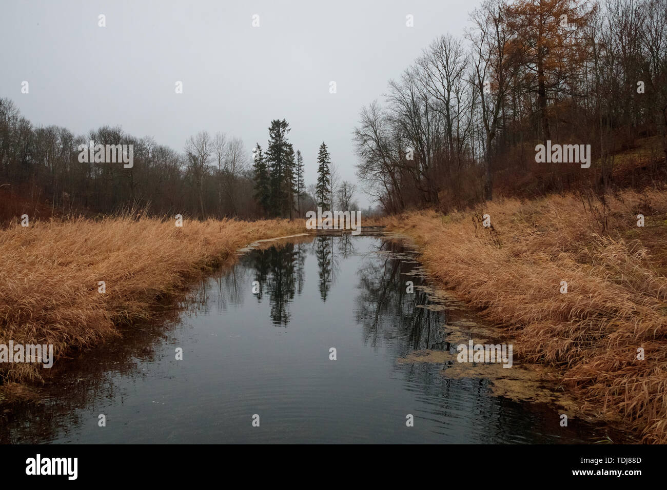 river in the forest in autumn during the daytime Stock Photo - Alamy