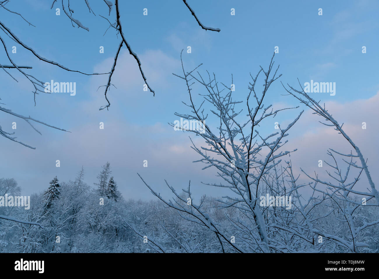 cold and winter landscapes with snow in Russia Stock Photo - Alamy