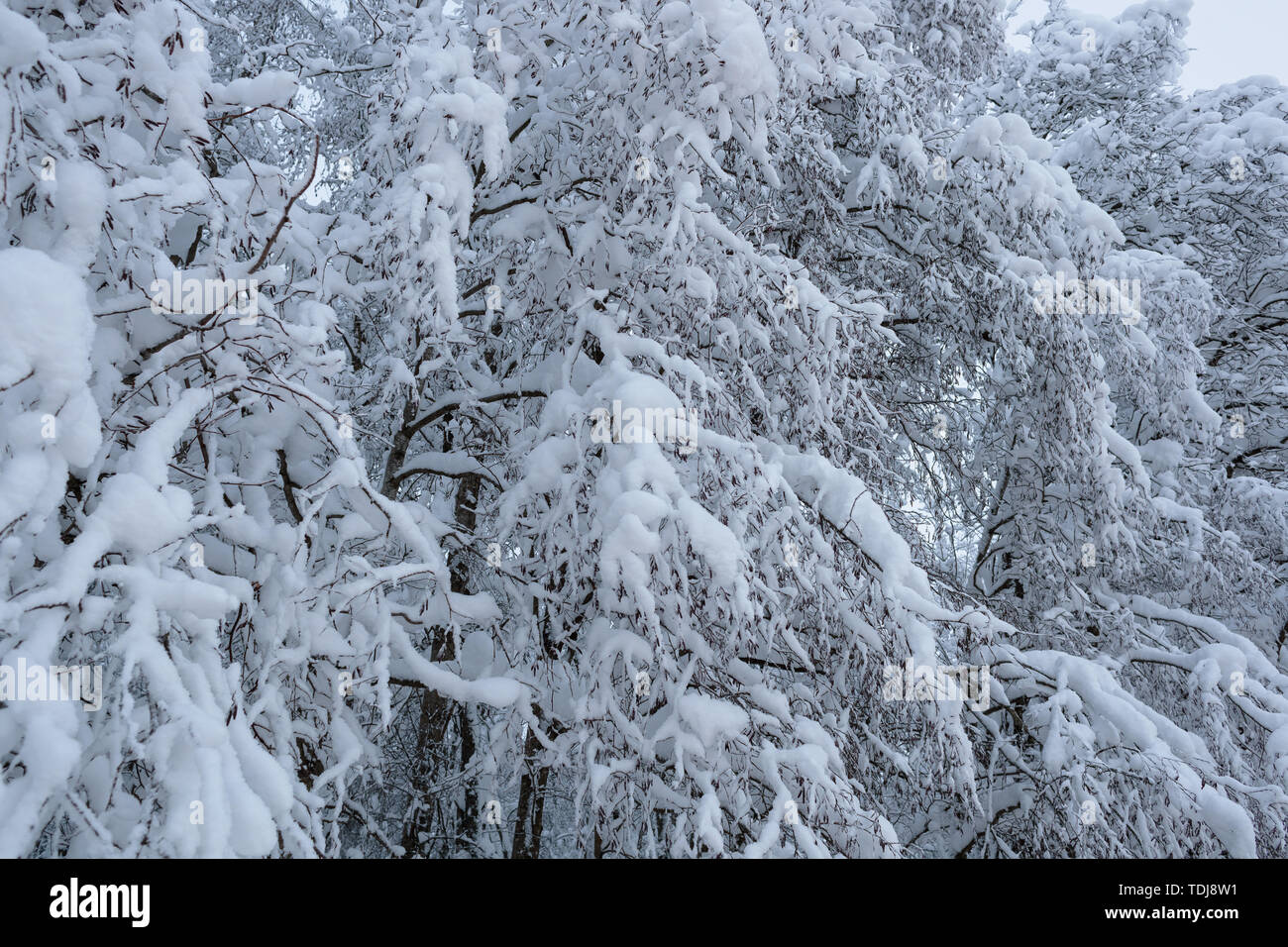 cold and winter landscapes with snow in Russia Stock Photo - Alamy