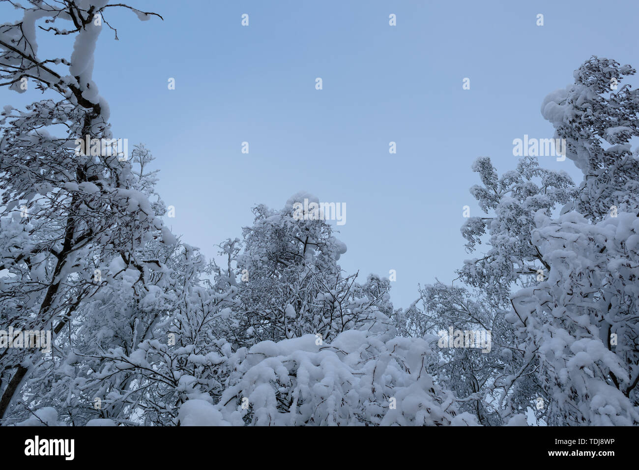cold and winter landscapes with snow in Russia Stock Photo - Alamy