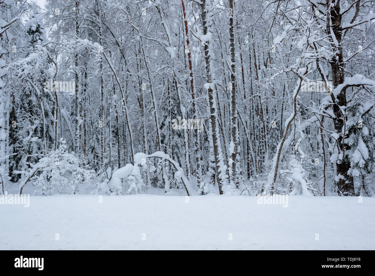 cold and winter landscapes with snow in Russia Stock Photo