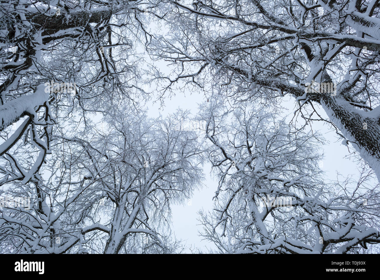 cold and winter landscapes with snow in Russia Stock Photo - Alamy