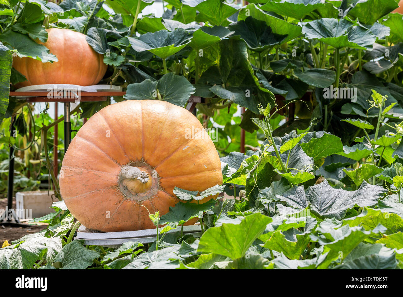 Giant pumpkin cultivation, photographed at Shandong Shouguang Cuisine Expo Stock Photo