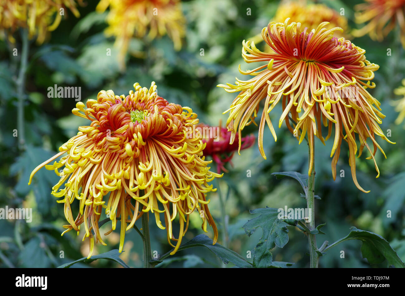 Planting chrysanthemum water hi-res stock photography and images - Alamy