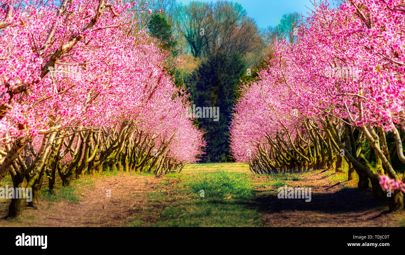 South Carolina Peach orchard Stock Photo Alamy