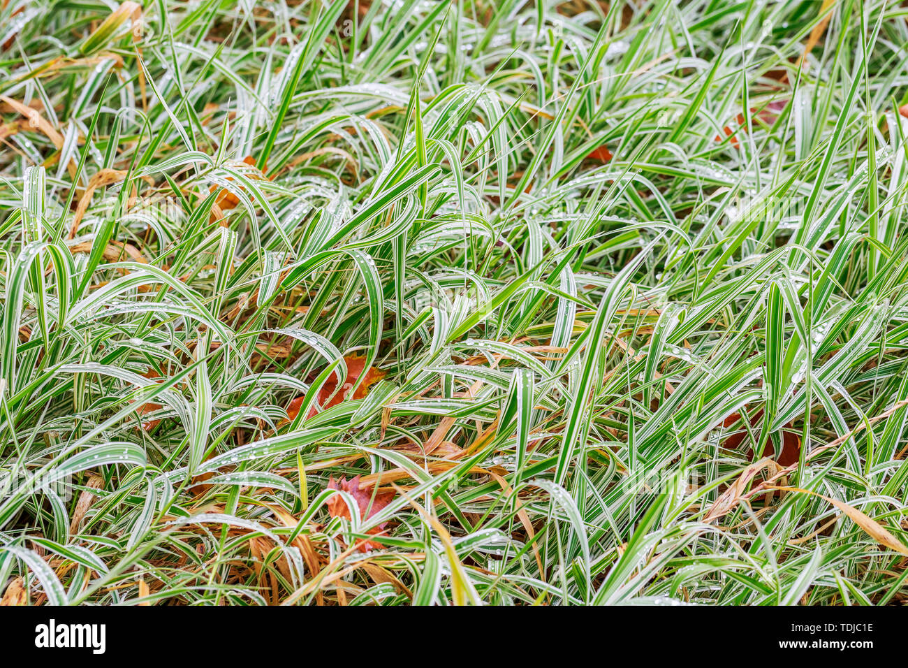 Plant background texture Stock Photo - Alamy