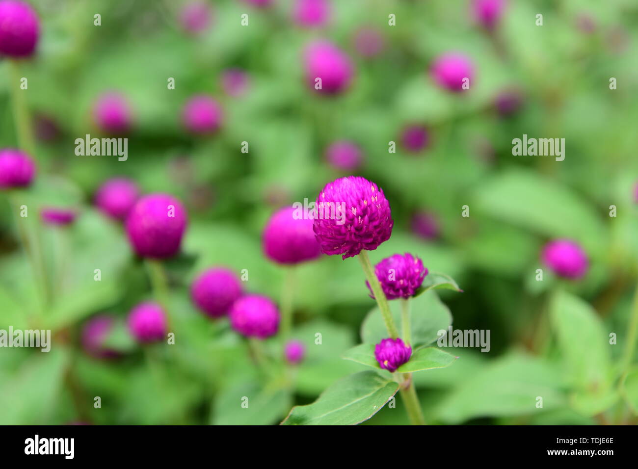 Thousand flower hires stock photography and images Alamy