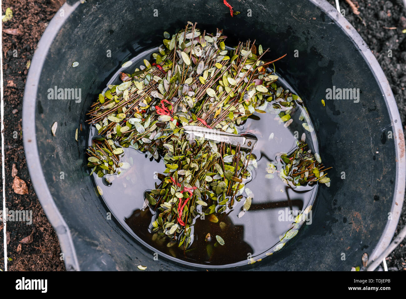 Young sprouts in a bucket. Scissors and leaves are floating in the ...