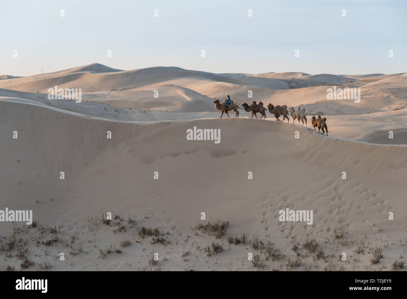 Desert and camel under sunny day in Inner Mongolia, China Stock Photo