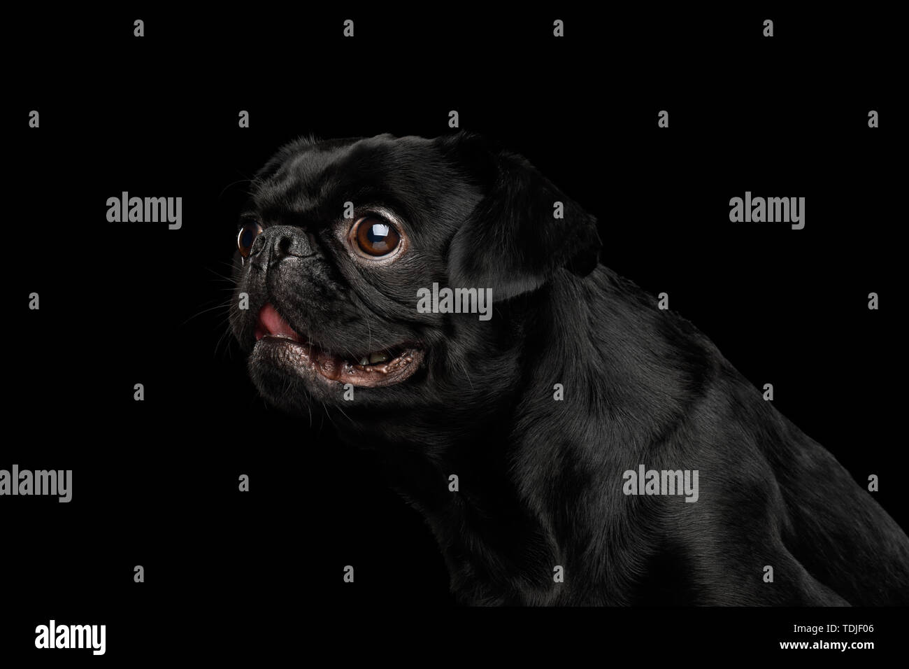 Portrait of Petit Brabanson Dog Looking at side on isolated black background, profile view Stock Photo