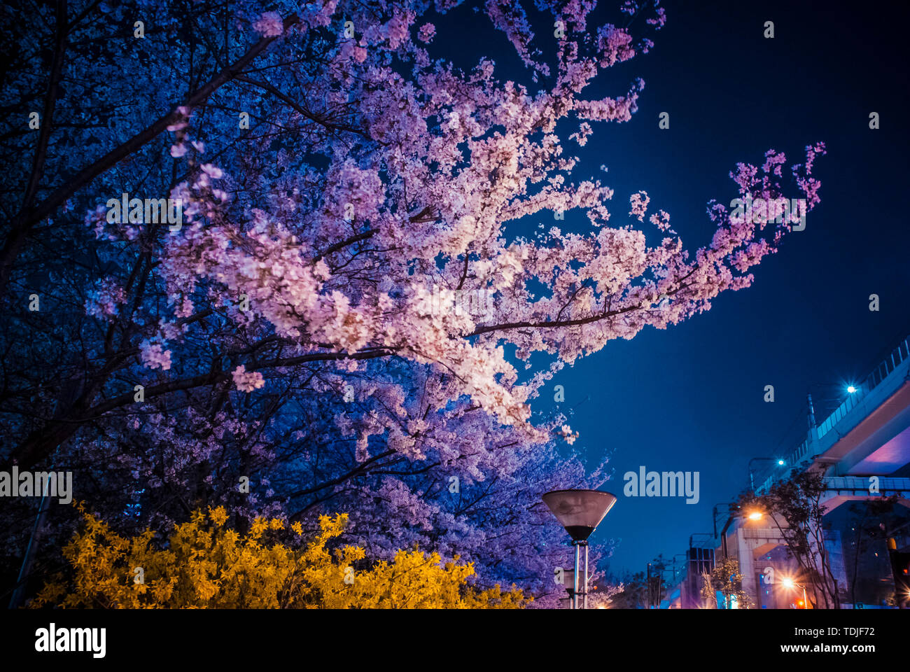 Romantic Cherry blossom Stock Photo - Alamy