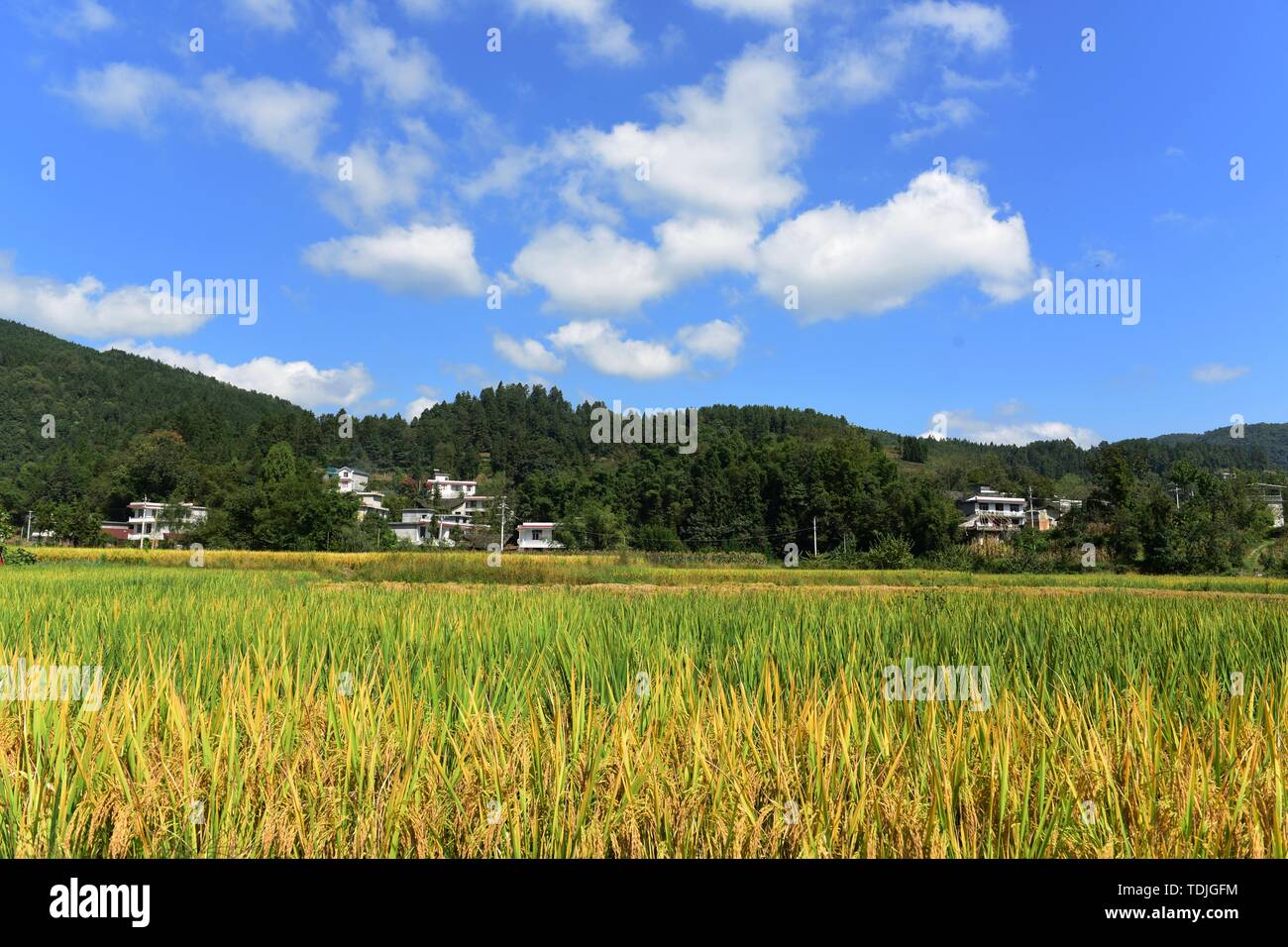 Grain planting and grazing hi-res stock photography and images - Alamy