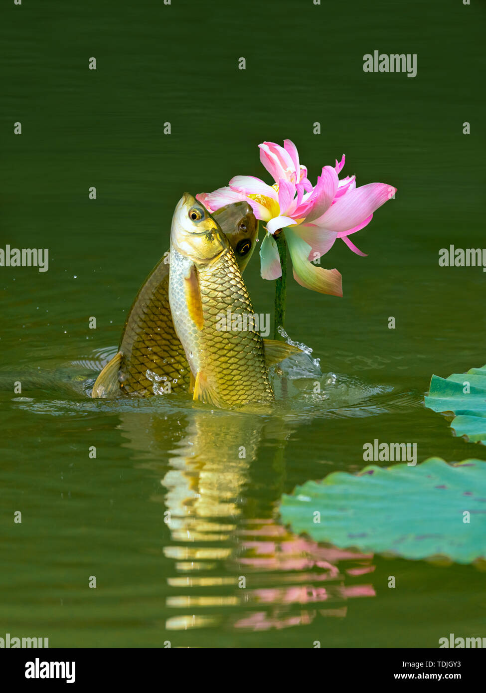 Flowers and fishers Stock Photo Alamy