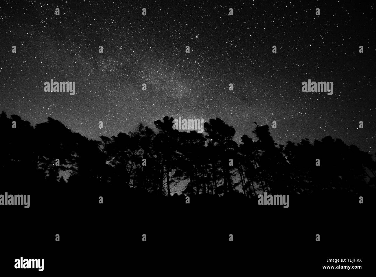 Starry night with tall trees Stock Photo