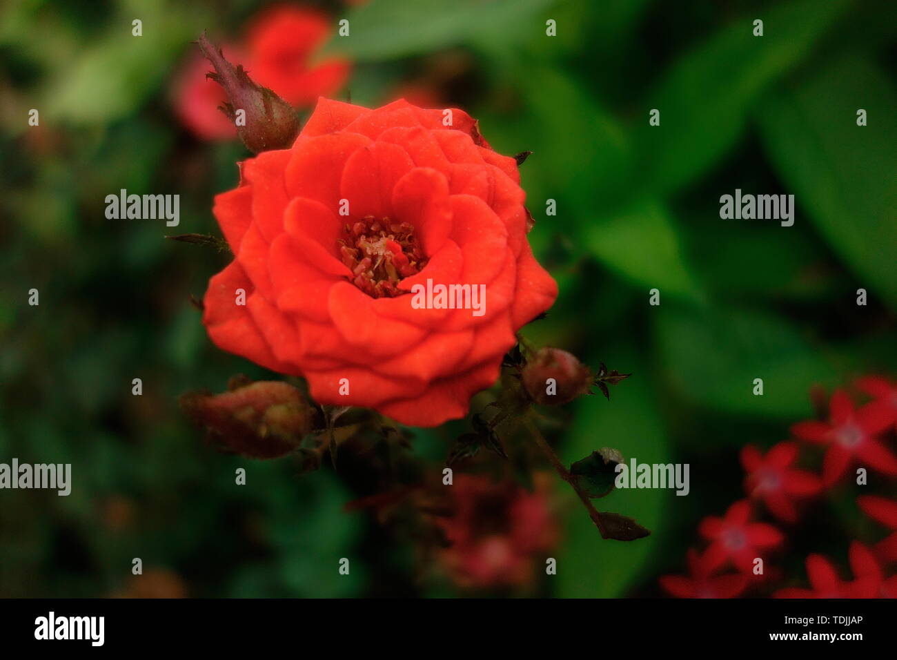 Red moon flower Stock Photo Alamy