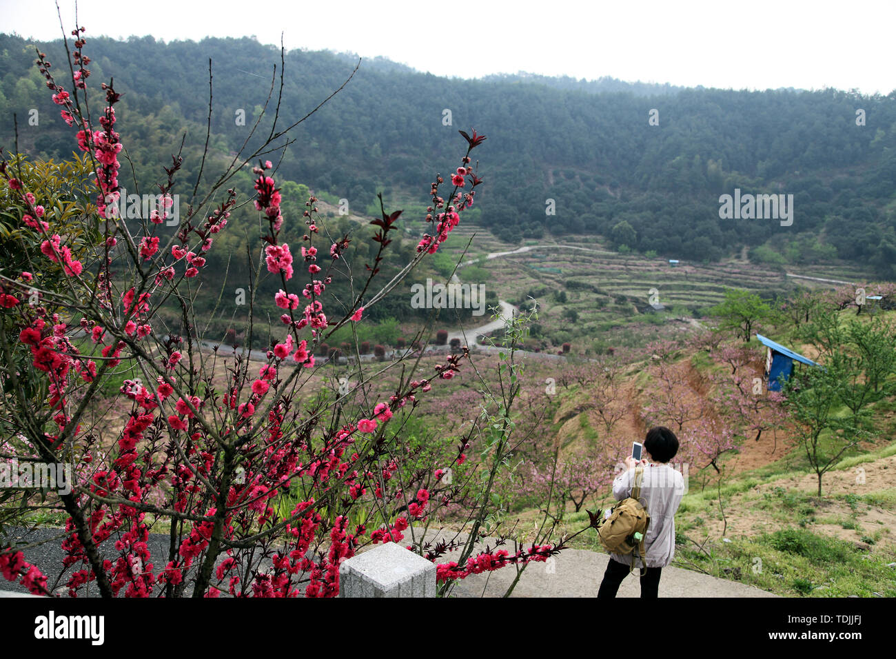 The place where peach blossoms bloom in Yangshan, Tonglu, Hangzhou Stock Photo