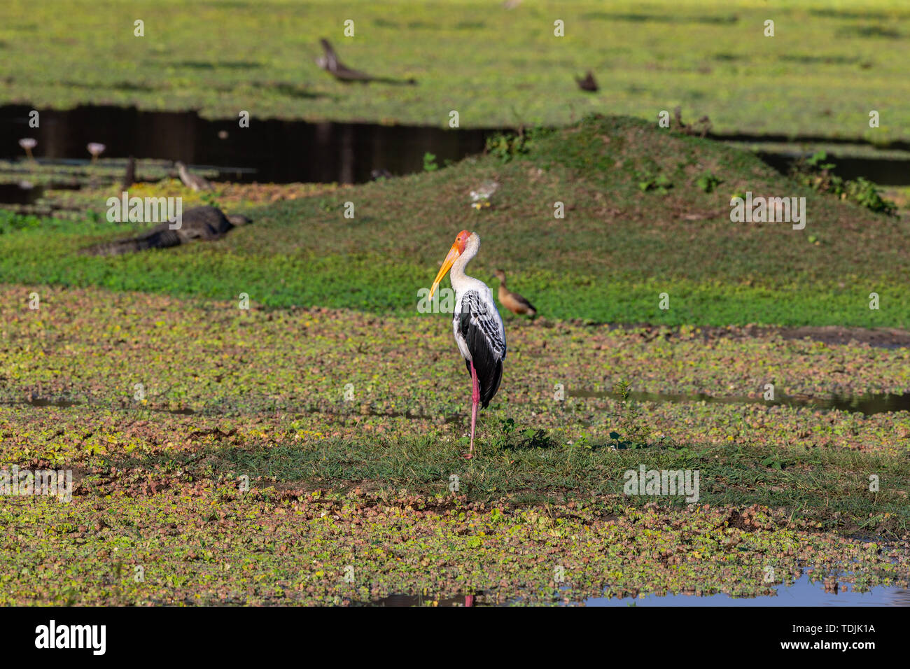 Colorful Storks The colorful stork that survives in the swamps of Sri Lanka Stock Photo ...