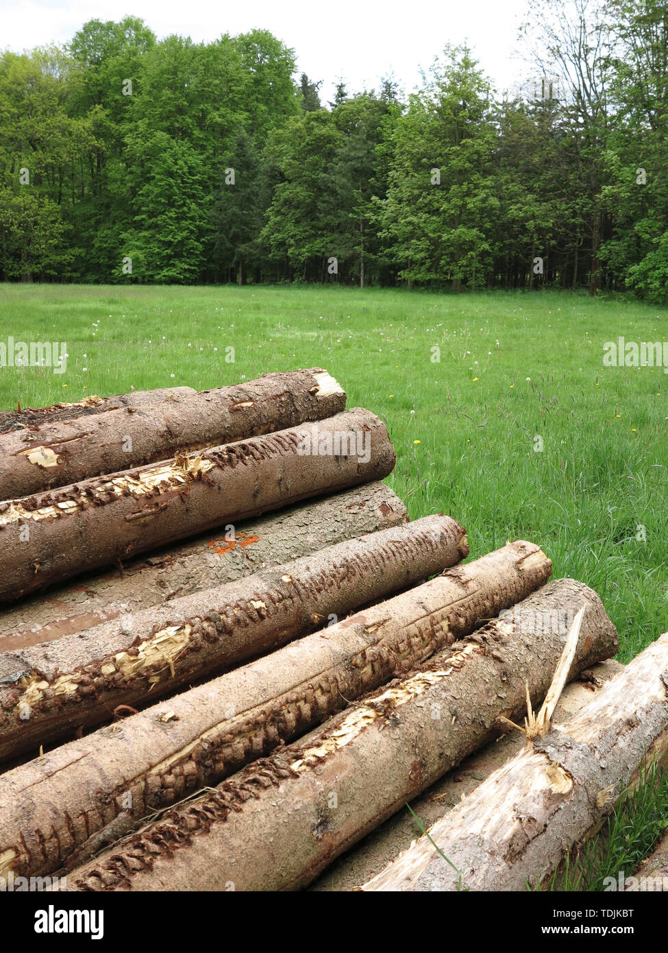 Stack of coniferous wood in the forest, felled tree trunks piled up. Stock Photo