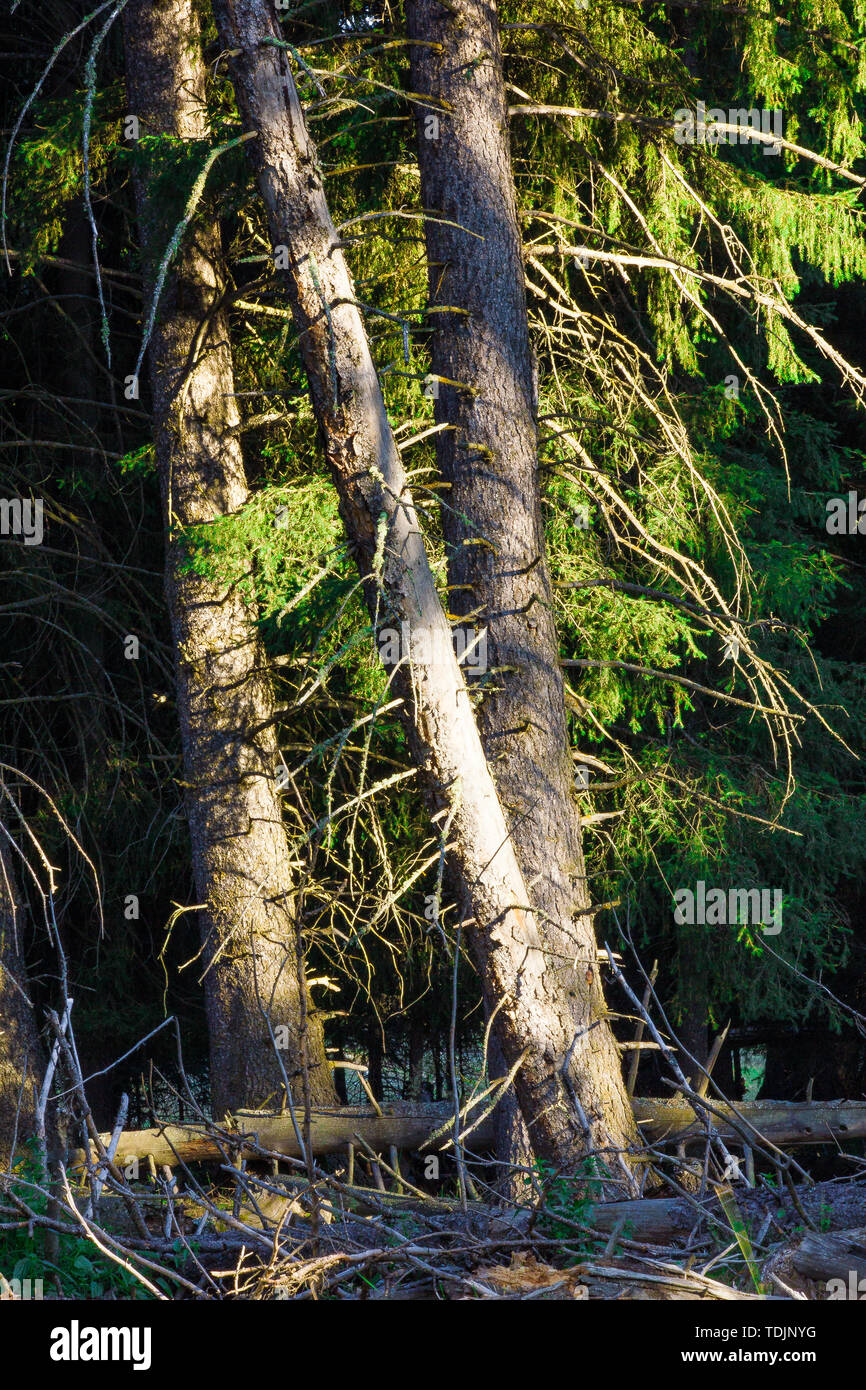 In the summer Kanas nature reserve, the sun penetrates the dense forest ...
