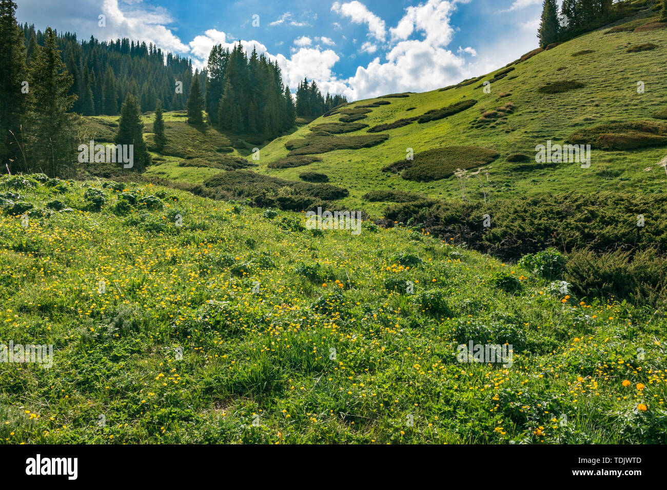 Pasture pine hi-res stock photography and images - Alamy