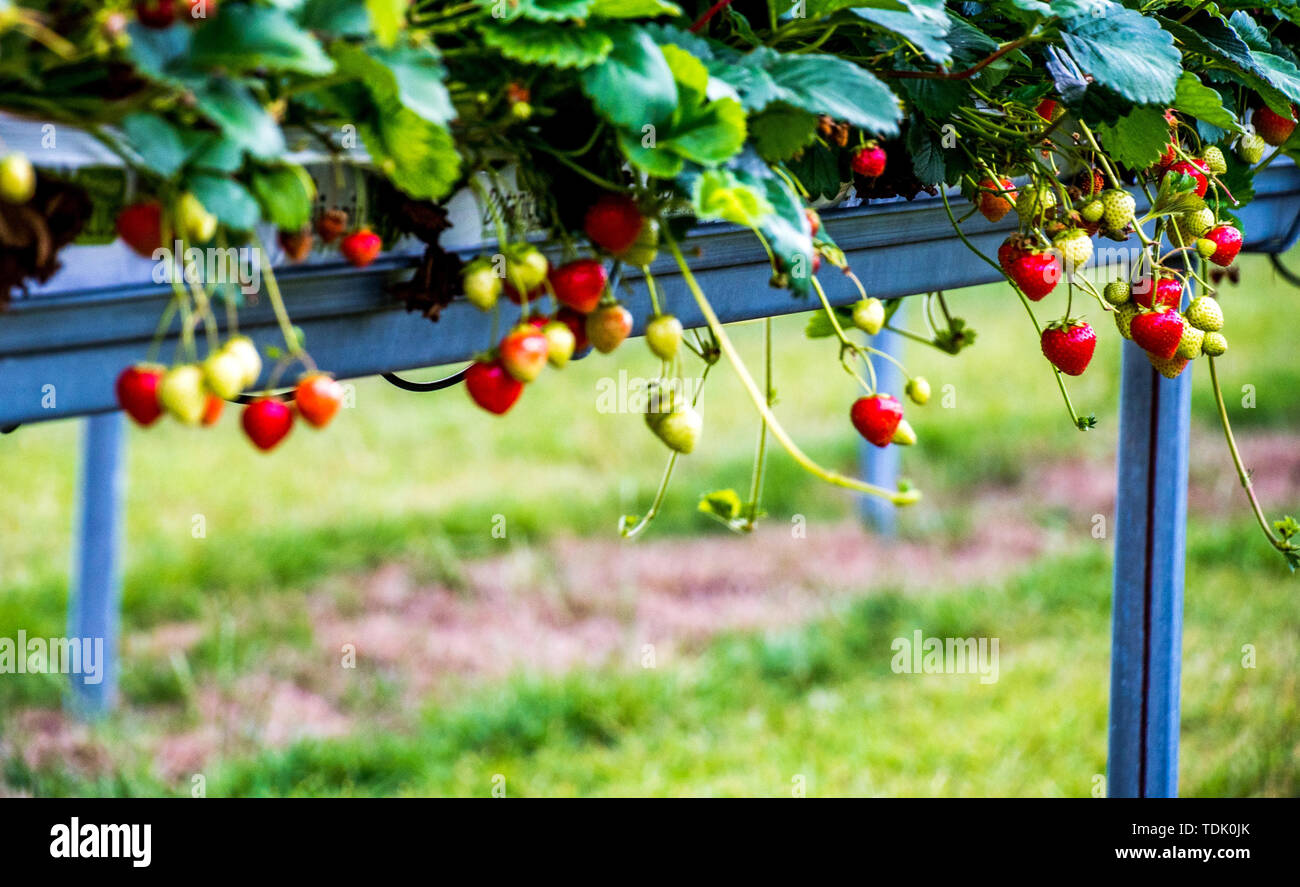 Raised strawberry beds hires stock photography and images Alamy