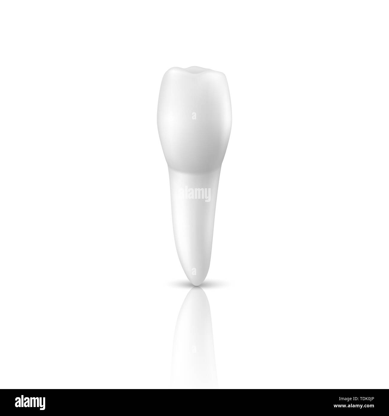 Vector 3d Realistic Render Human Tooth Closeup Isolated on White ...