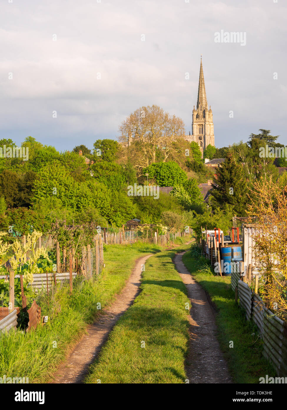 Views of St Mary's Church Saffron Walden Essex. Views from the allotments Evening light Stock Photo