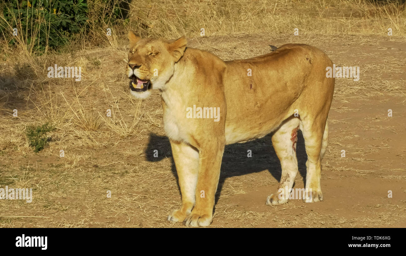 lioness with an injured back leg at calls her cubs at masai mara, kenya Stock Photo
