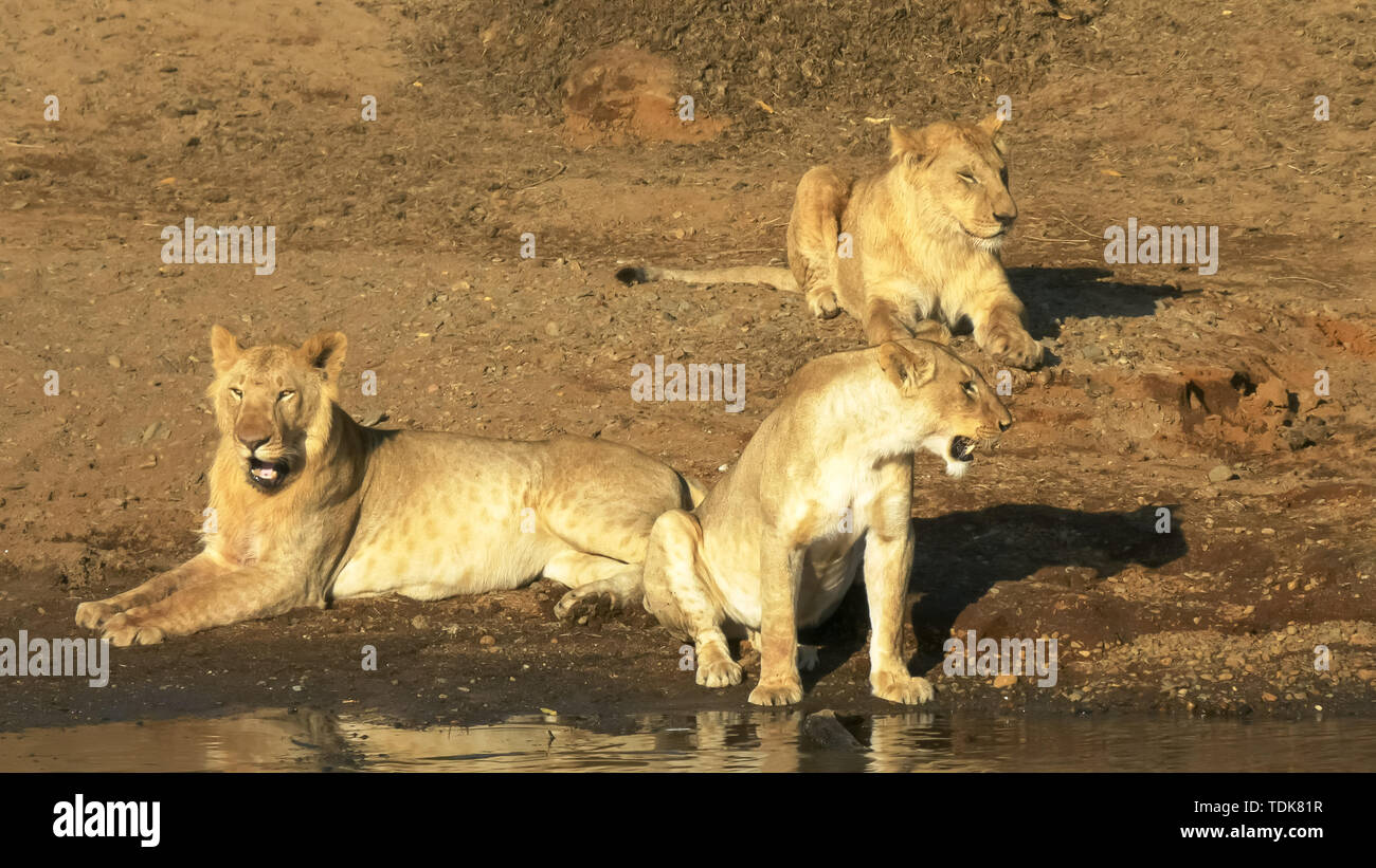 three young lion siblings sit together at the edge of the mara river in maasai mara game reserve, kenya Stock Photo