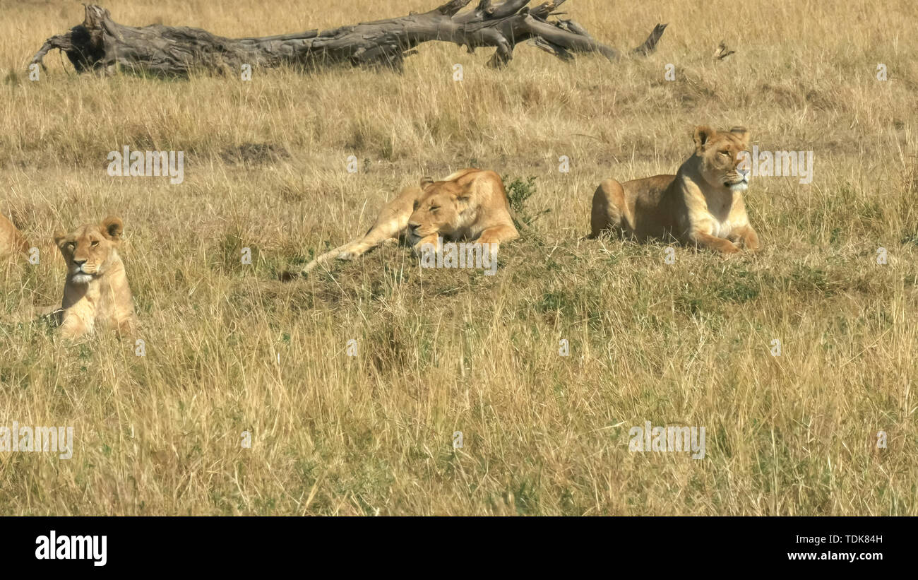 three lionesses lay on the ground in masai mara game reserve, kenya Stock Photo