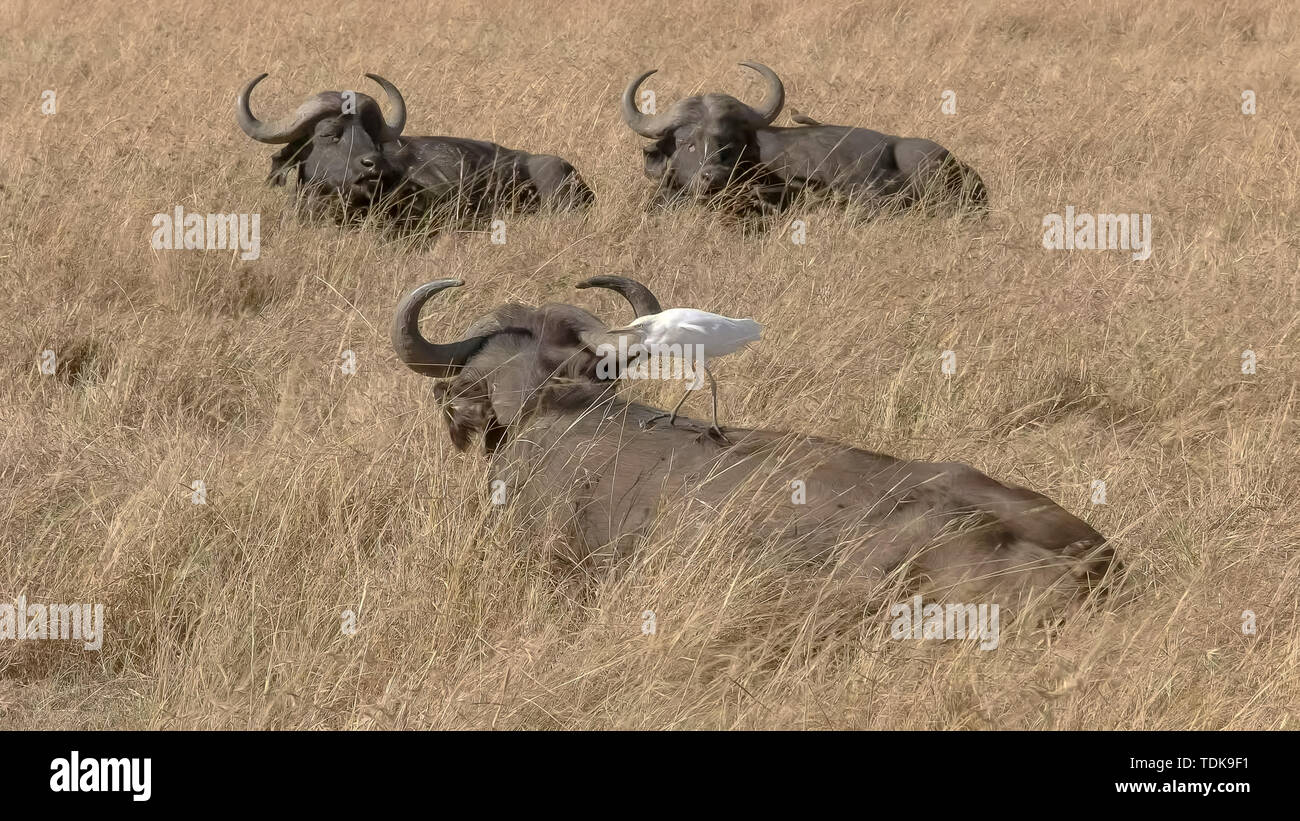 cape buffalo with a cattle egret on its back in masai mara game reserve, kenya Stock Photo