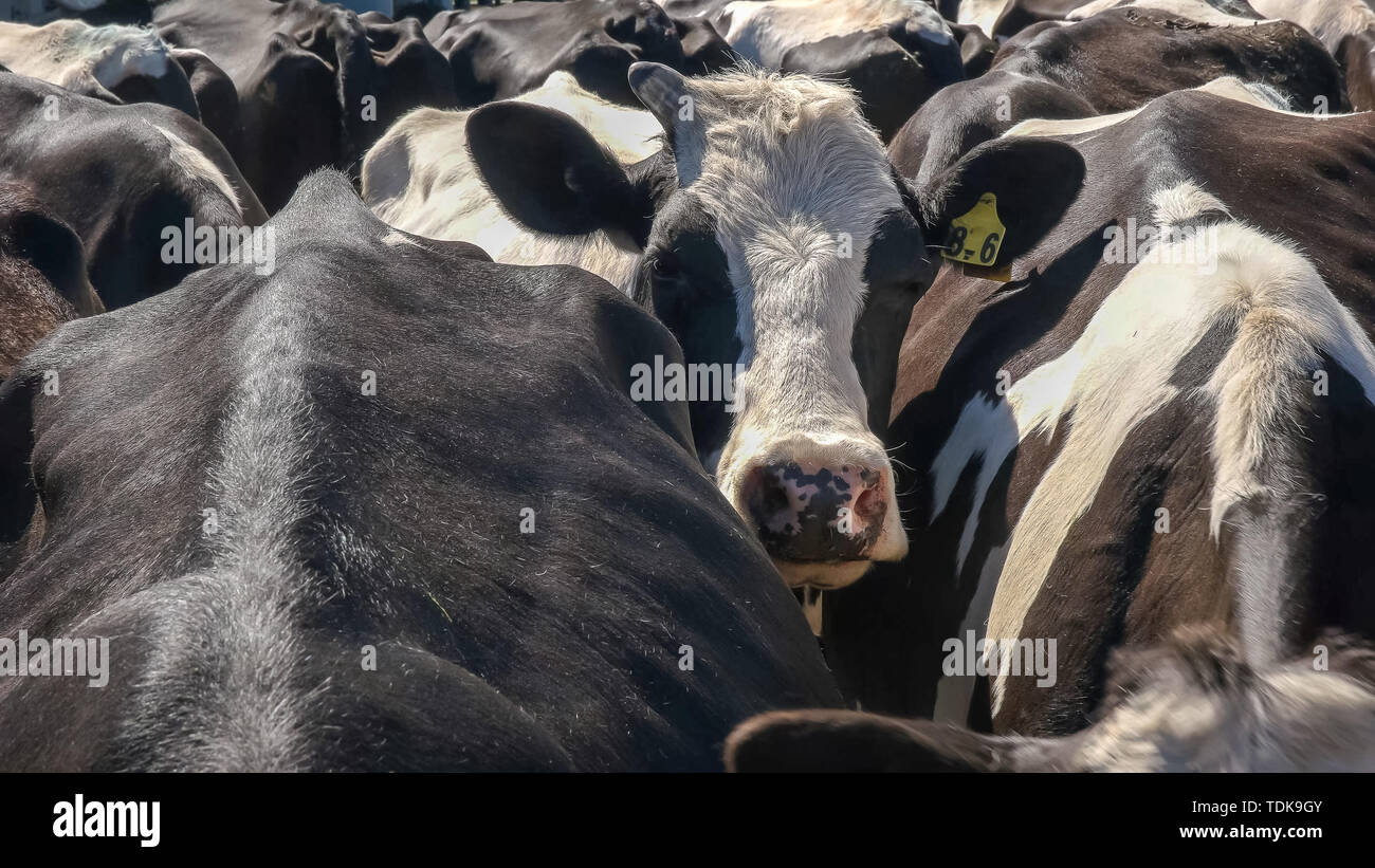 close up of cows waiting to be milked at a dairy farm in victoria, australia Stock Photo