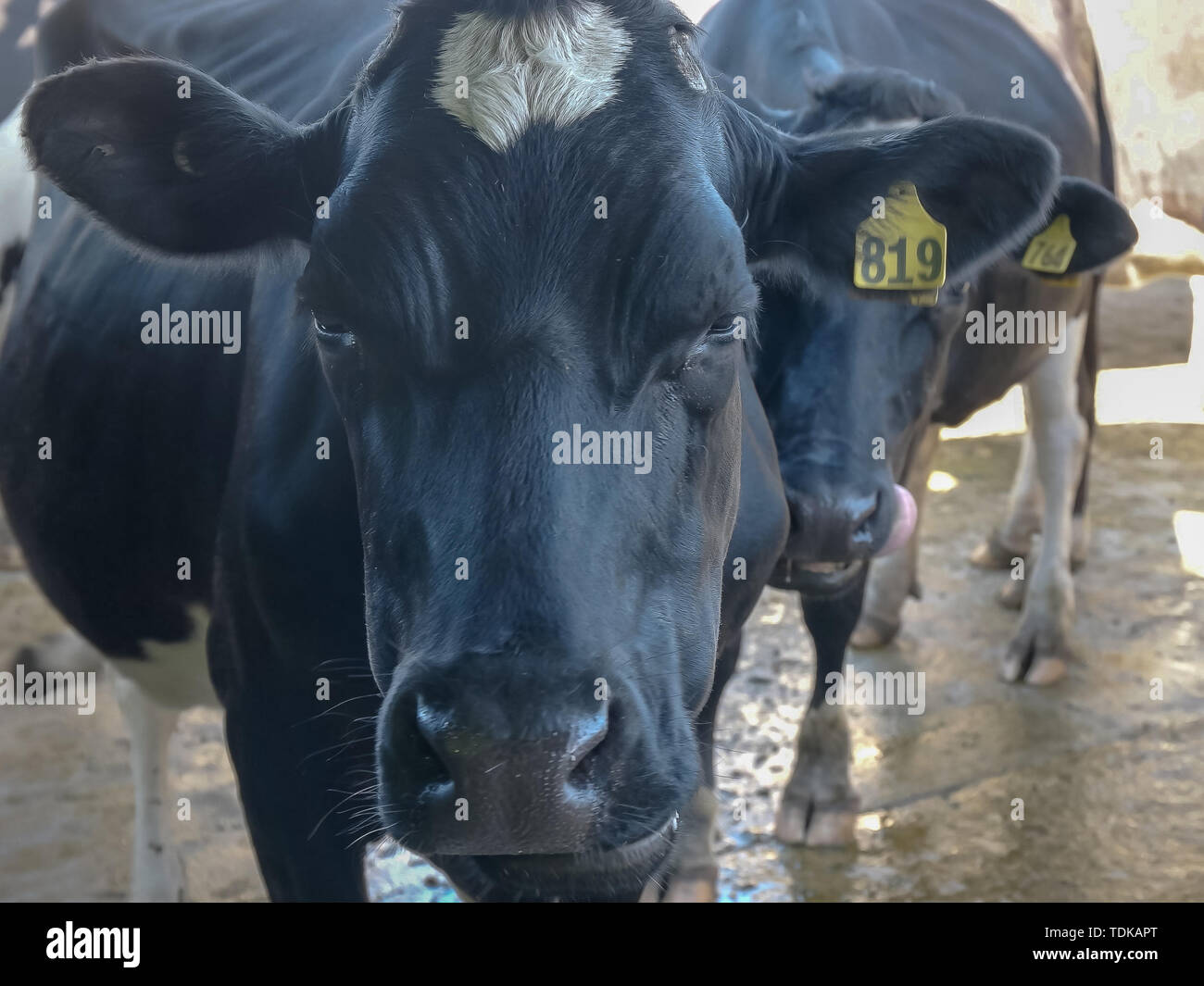 extreme close up of the face of a cow at a dairy farm on the great ...