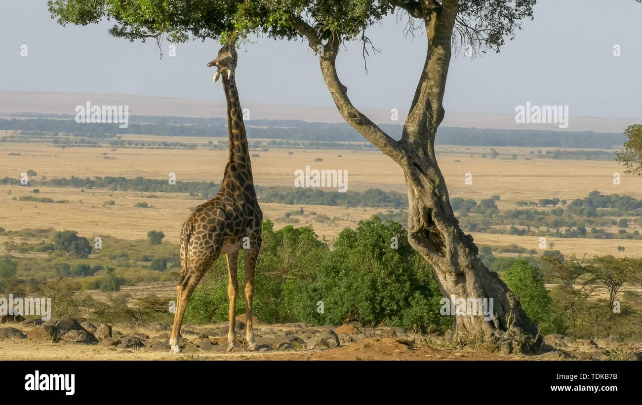 a wide angle shot of a giraffe reaching up to eat acacia leaves in