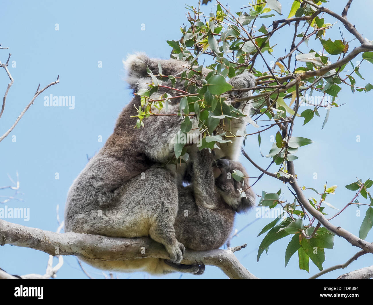 mother and baby koala feeding together at cape otway on the great ocean road, victoria Stock