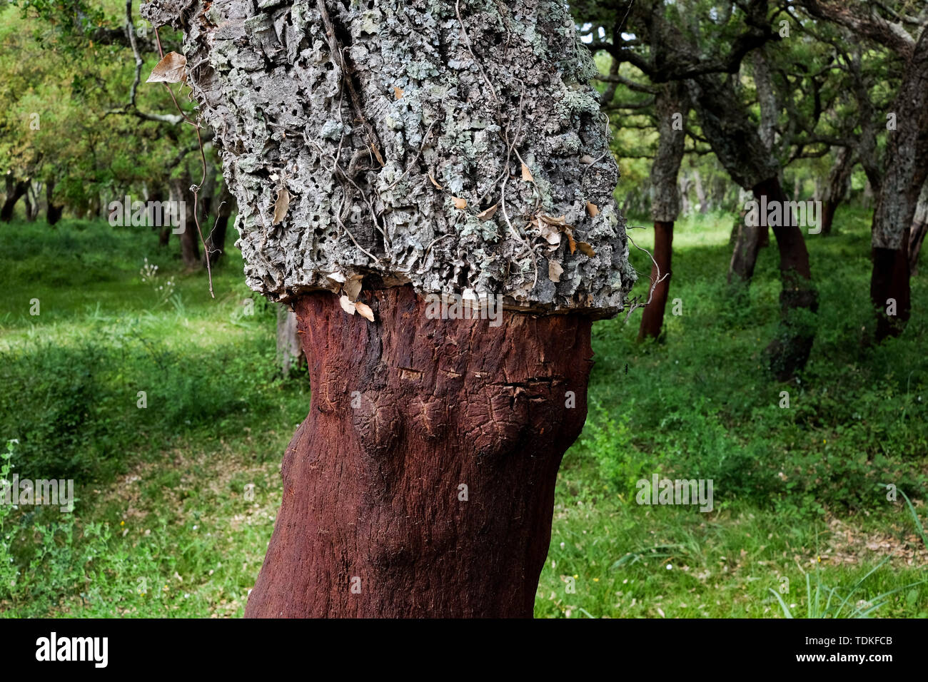 Budduso, Italy. 25th May, 2019. A cork oak, whose cork was separated from the lower part of the trunk and harvested, grows in a forest. Characteristic of the cork oak are the thick, longitudinally cracked cork layers of the grey-brown trunk bark. A cork layer is formed which can become three to five centimetres thick. The light and spongy cork fabric shows vertical cracks and is white on the outside, red to reddish brown on the inside. After harvesting the cork, the trunk appears reddish brown. Credit: Jens Kalaene/dpa-Zentralbild/ZB/dpa/Alamy Live News Stock Photo