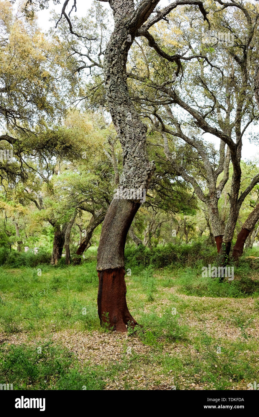 Budduso, Italy. 25th May, 2019. Cork oaks grow in a forest. Characteristic of the cork oak are the thick, longitudinally cracked cork layers of the grey-brown trunk bark. A cork layer is formed which can become three to five centimetres thick. The light and spongy cork fabric shows vertical cracks and is white on the outside, red to reddish brown on the inside. After harvesting the cork, the trunk appears reddish brown. Credit: Jens Kalaene/dpa-Zentralbild/ZB/dpa/Alamy Live News Stock Photo