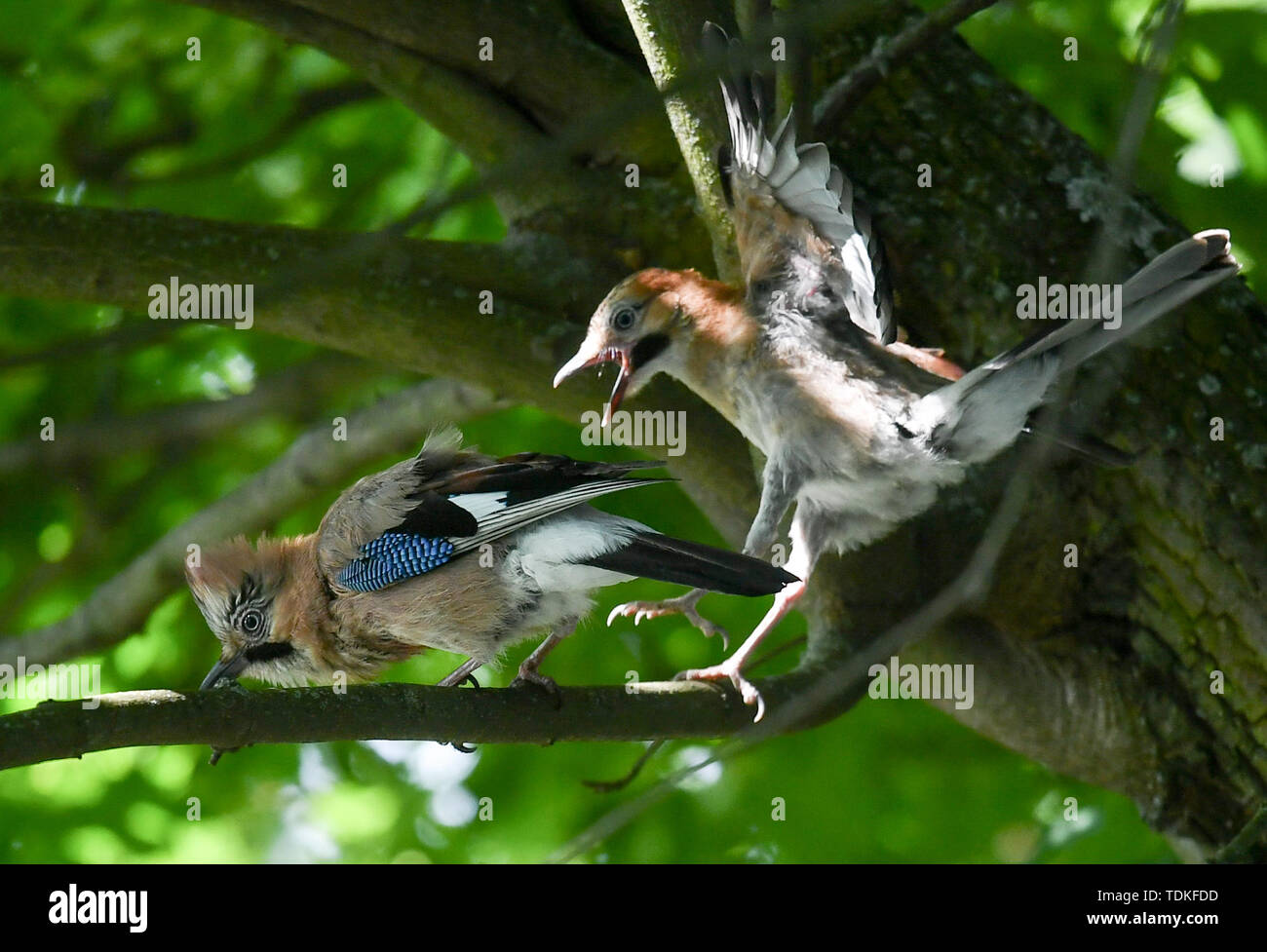 Berlin, Germany. 16th June, 2019. A jay cub flies to an adult jay to be fed. After leaving the nest, the boys are still fed for 3 to 4 weeks. Credit: Jens Kalaene/dpa-Zentralbild/dpa/Alamy Live News Stock Photo