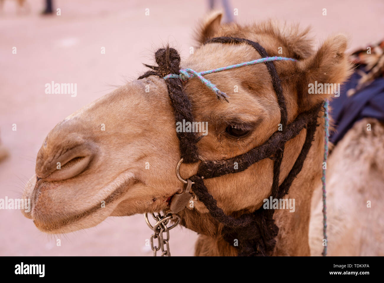 Camel Face Close-up in Three Quarter Profile Ready For Riding. Stock Photo