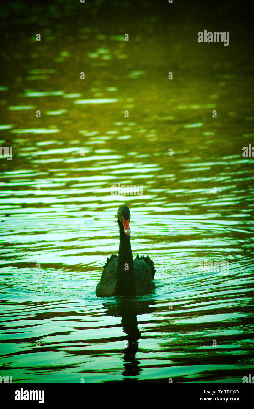 Black swan in the water Stock Photo - Alamy